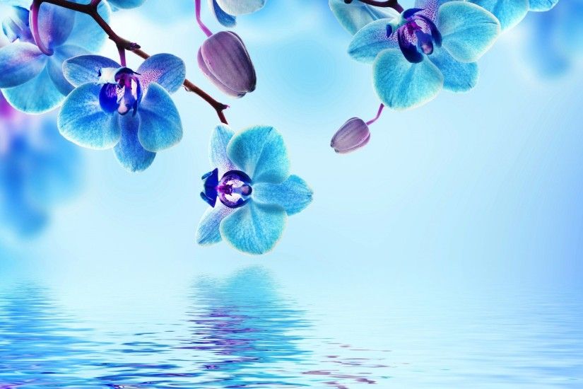 Blue Flower Wallpapers Wallpaper | r72 Wallpapers HD | Pinterest . ...