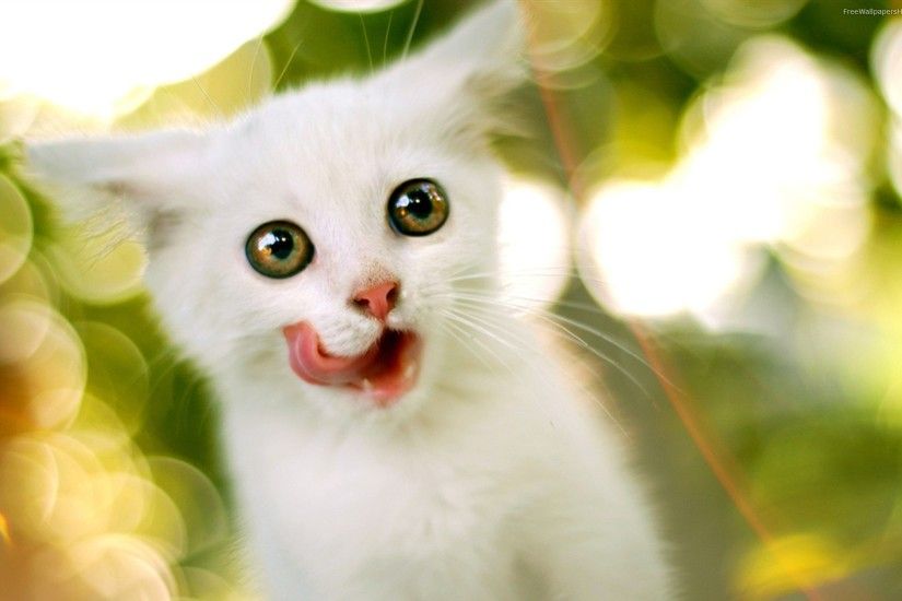 44 Super Cute White Kitten, enjoy!