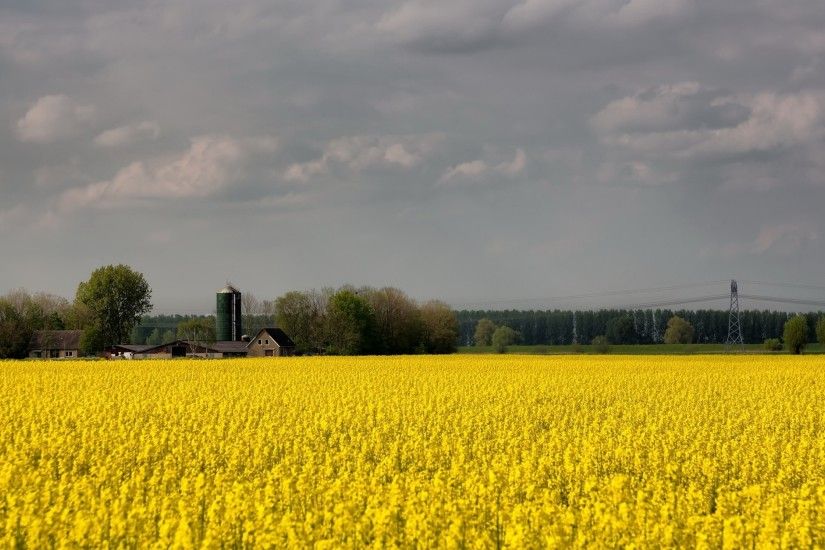 3840x2160 Wallpaper field, flowers, yellow, farm, agriculture, cloudy