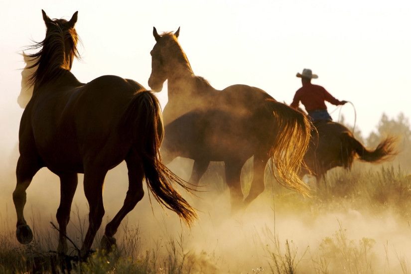 ... wild horse wallpapers 61 images ...