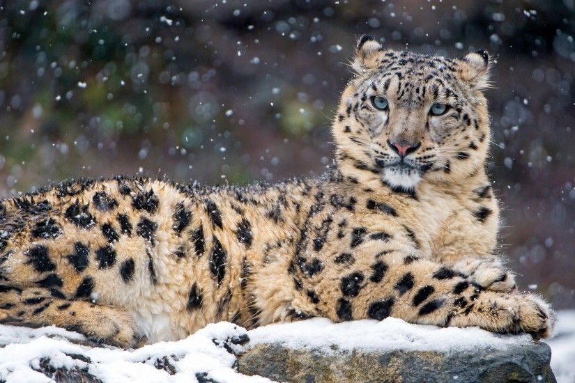 Ultra HD 4K resolutions:3840 x 2160 Original. Description: Download Snow  Leopard 4K Tigers wallpaper ...