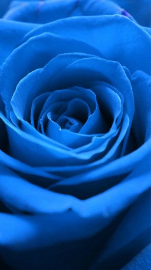 Nature Blue Rose Flower Macro iPhone 8 wallpaper