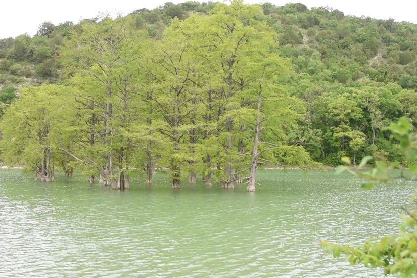 Cypress swamp growing out of the water on the background of mountains  overgrown with trees Stock Video Footage - VideoBlocks