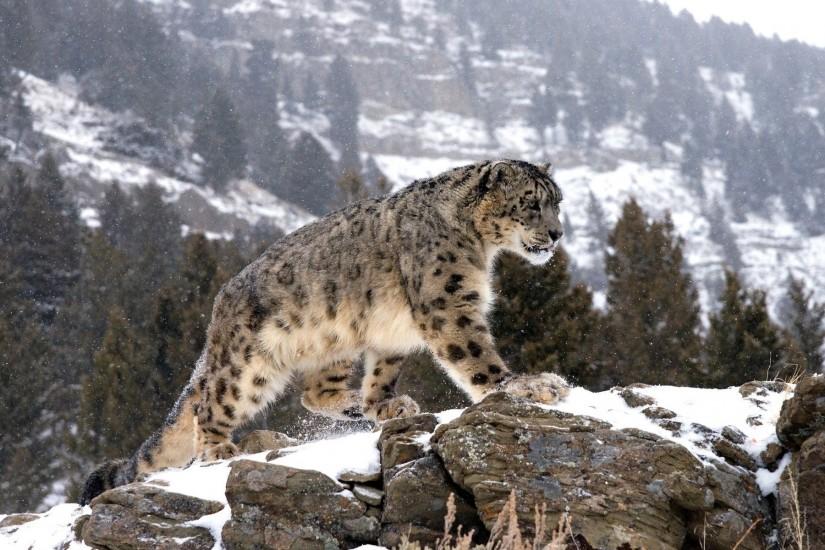 HD Wallpaper | Background ID:436699. 1920x1200 Animal Snow Leopard. 10  Like. Favorite