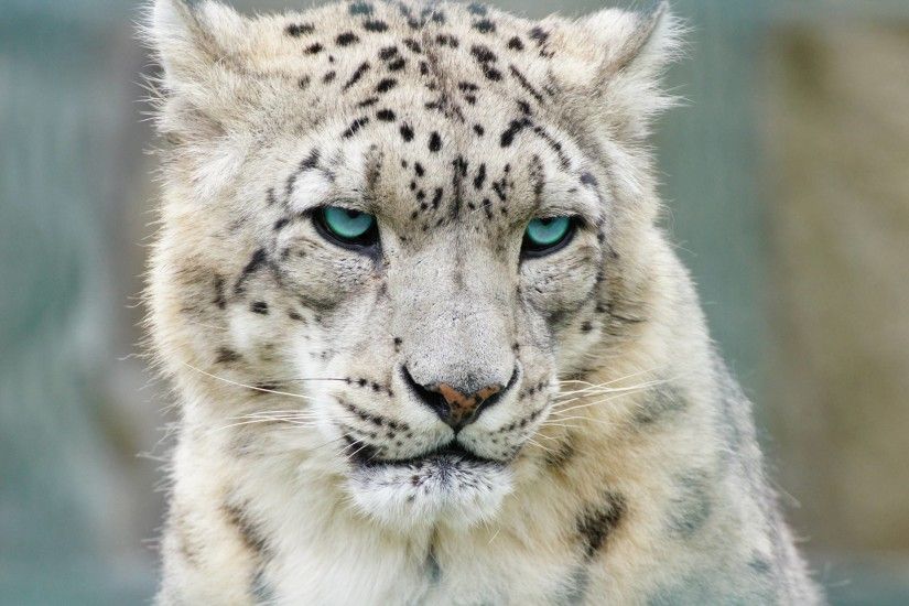 Snow Leopard HD Backgrounds for PC – free download