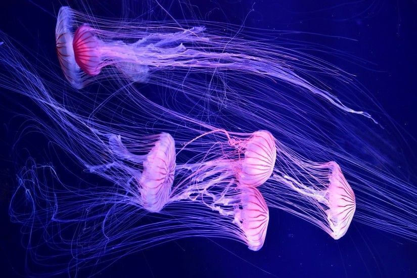 Animals / Jellyfish Wallpaper. Jellyfish, Deep sea ...
