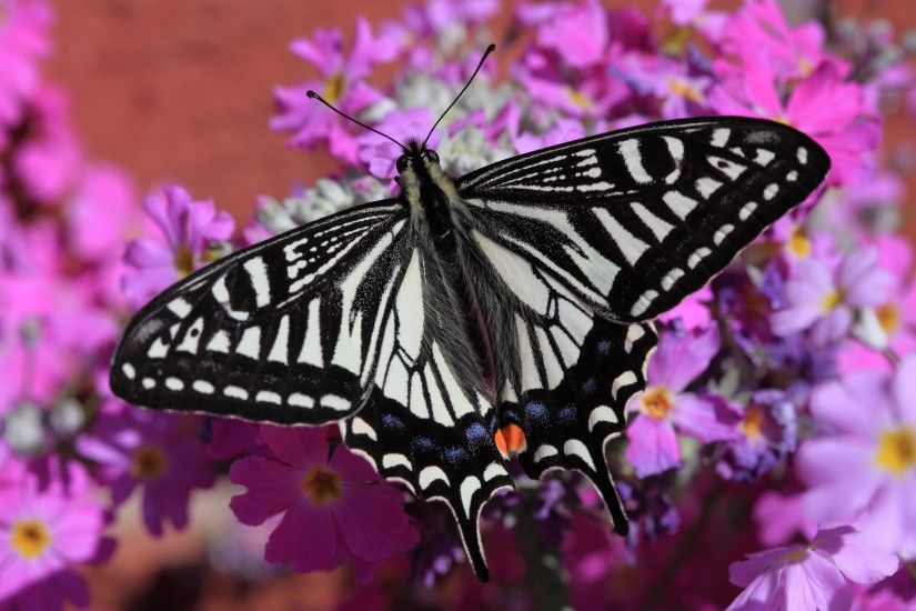 Swallowtail Butterfly Wallpaper