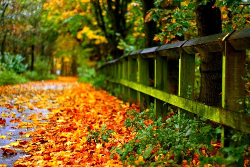 Autumn Leaves on Road Wallpaper