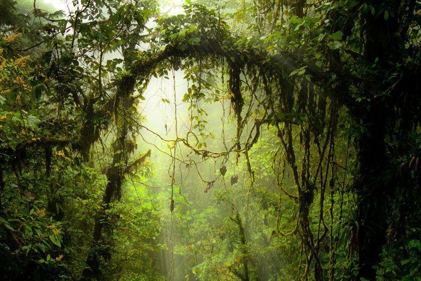 Dangerous jungle Costa rica