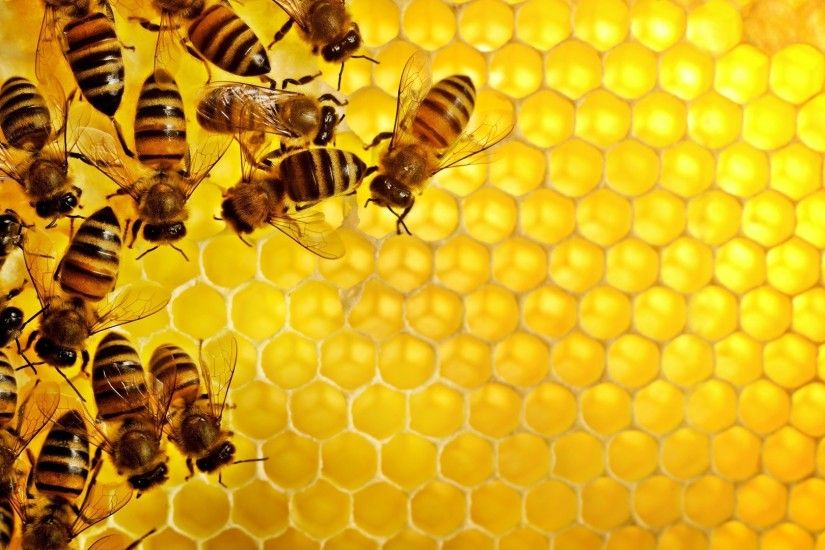 ... Images Top 50 Bee Wallpapers New HD Images For Photos Free Download ...