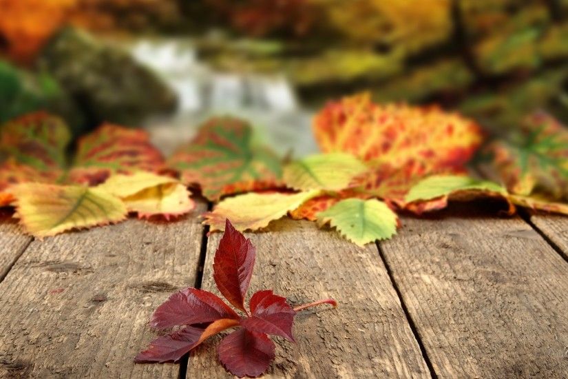 Autumn Leaves Tumblr - wallpaper.
