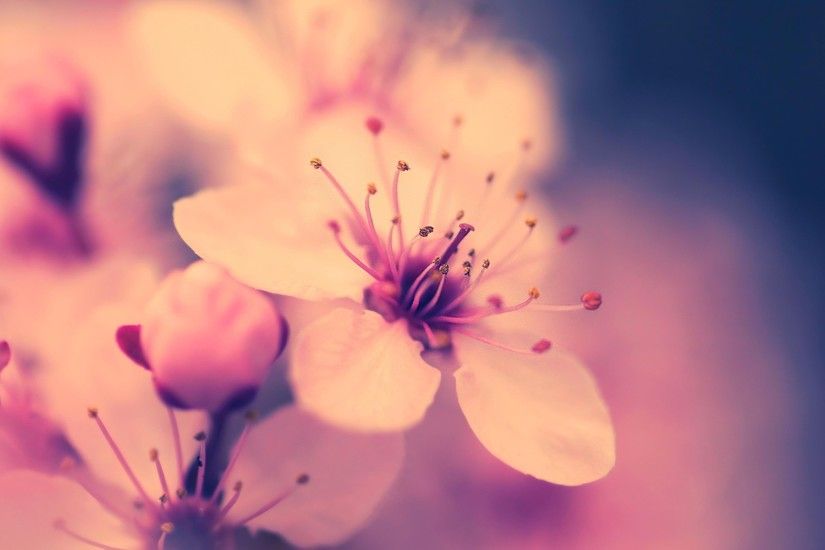 Cherry Blossom Flower 30537