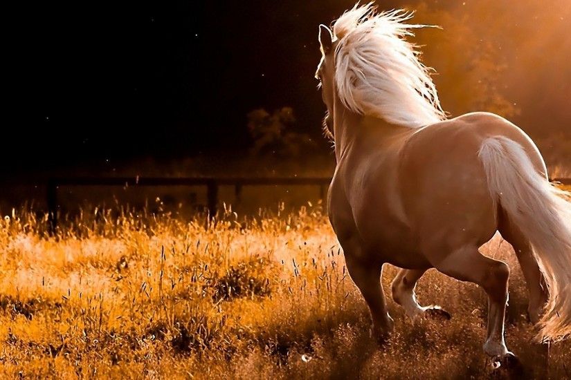 horse desktop backgrounds