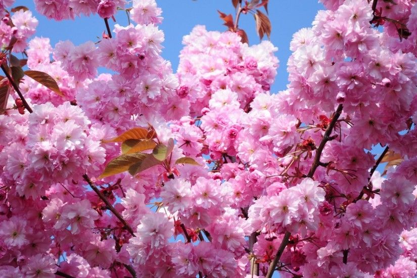 1920x1080 Wallpaper cherry, blossom, branch, spring, foliage, sky