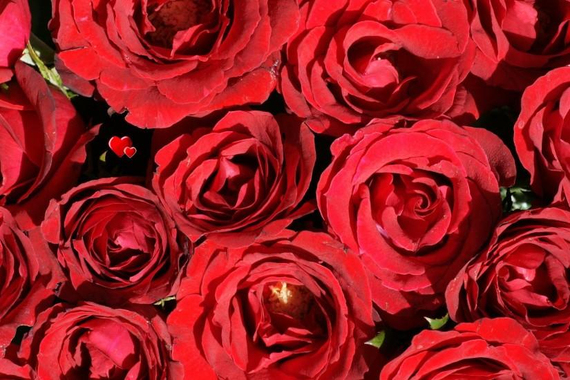 free download roses background 1920x1080