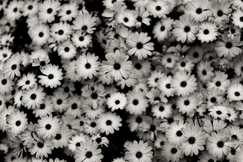 Preview wallpaper black white, flowers, grey, daisies 1920x1080