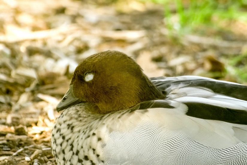 Sleepy Australian wood duck sitting down to rest on sunny day Stock Video  Footage - VideoBlocks