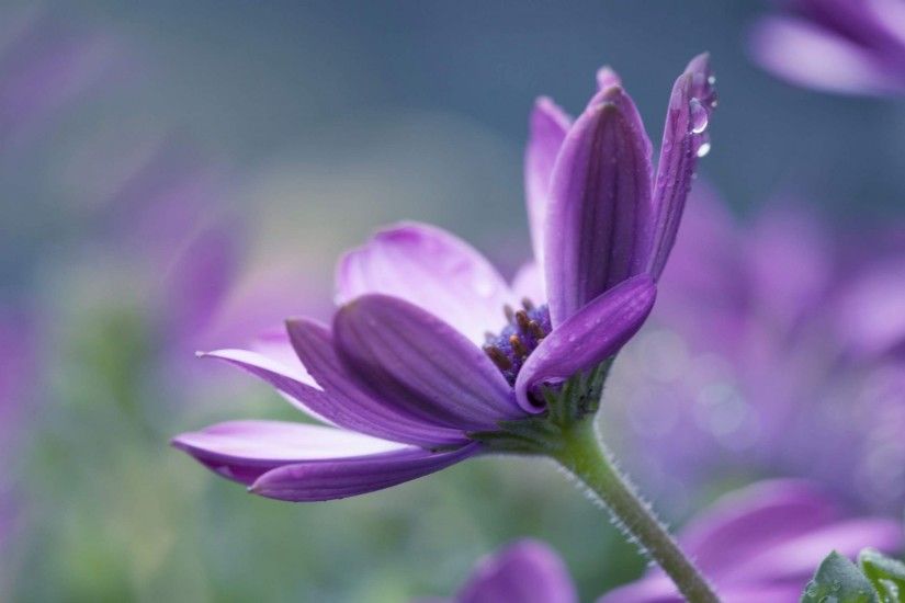 Single Purple Flower HD Wallpaper