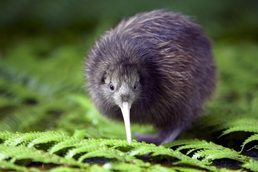 Kiwi bird - the national symbol of New Zealand