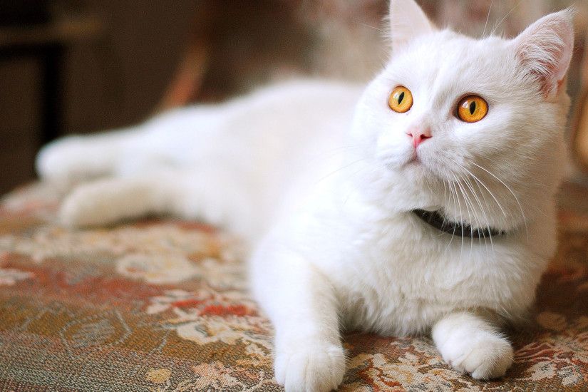 Beautiful Eyes White Cat