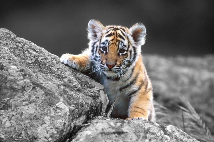 best tiger pc image. animal top background