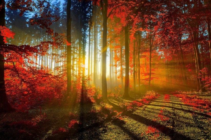 Sunlit road through the autumn woods wallpaper – 1025002 Â« HD Wallpapers