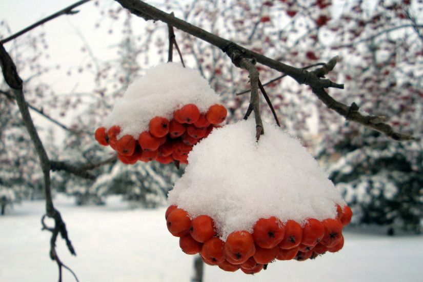 Ashberry with snow wallpapers and stock photos