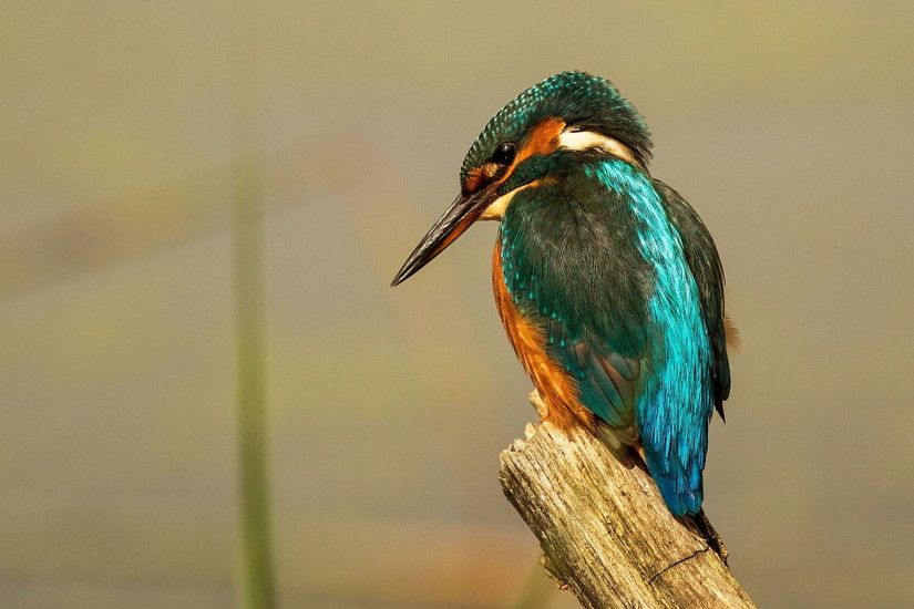 Kingfisher HD Wallpapers Free Download