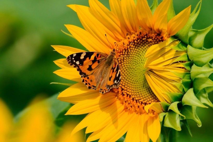 Animals Sunflower Butterfly on a sunflower Butterfly HD Wallpapers.  Download Desktop Backgrounds, Photos,