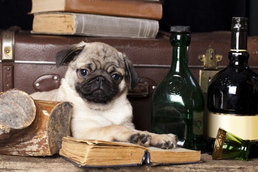 pug gentleman book bottle dog ...