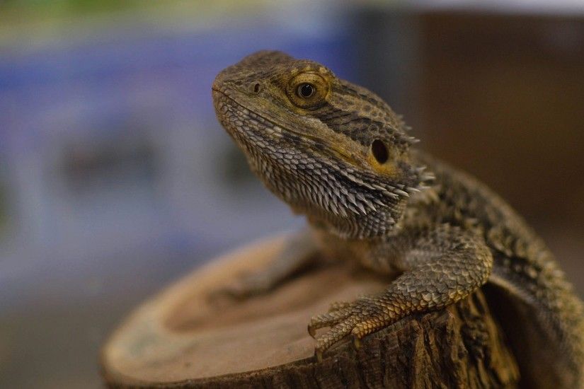 bearded dragon picture: Wallpapers Collection - bearded dragon category