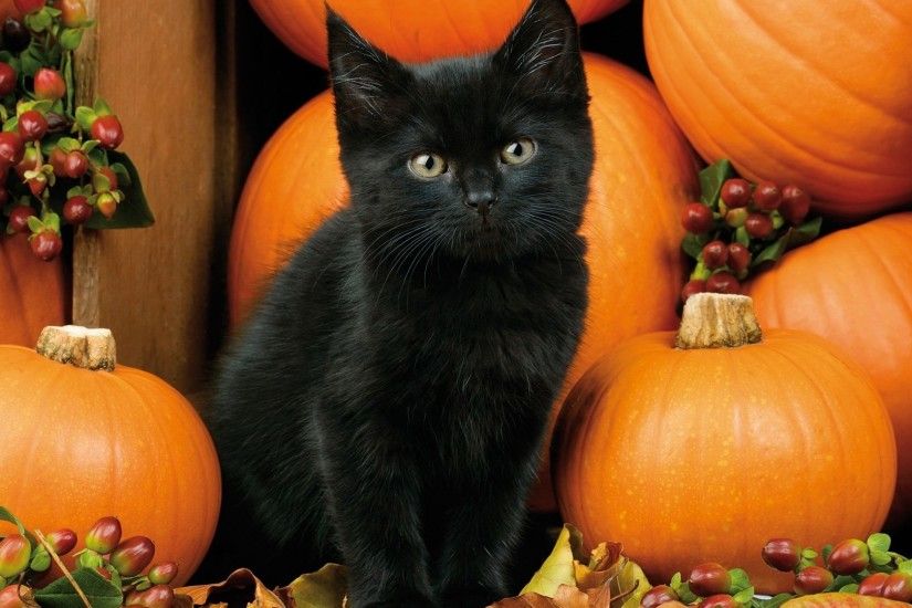 <b>Kitty</b> Playing With A <b>Pumpkin<