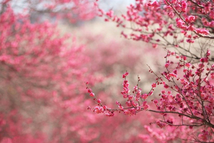 Wallpapers For > Pink Cherry Blossom Backgrounds