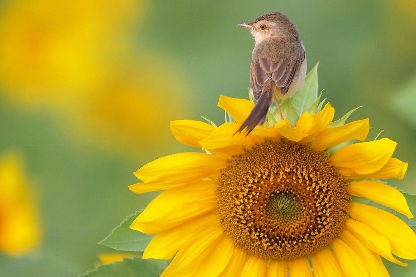 sunflower wallpapers for mac desktop