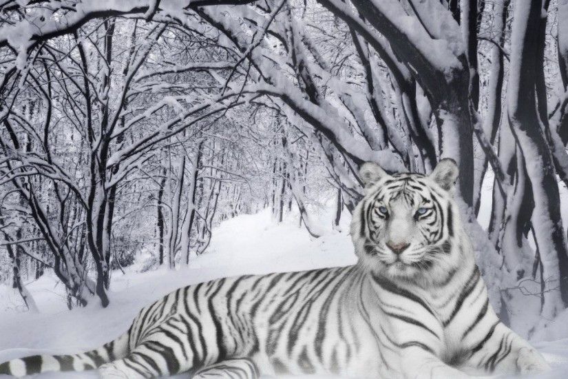 Siberian Tiger Wallpapers - Full HD wallpaper search