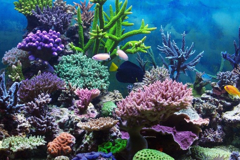 Underwater Coral Reef Ocean Tropical Wallpapers Desktop