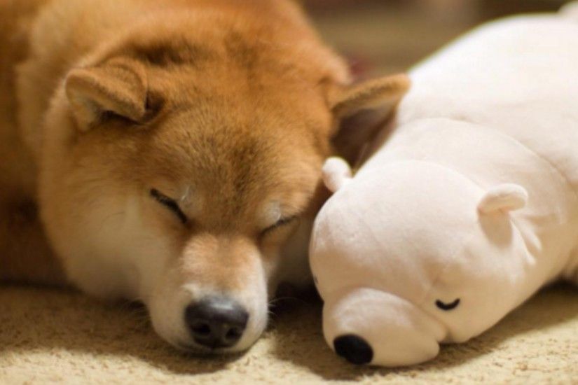 Adorable Shiba Inu and his toy bear are our favourite BFFs