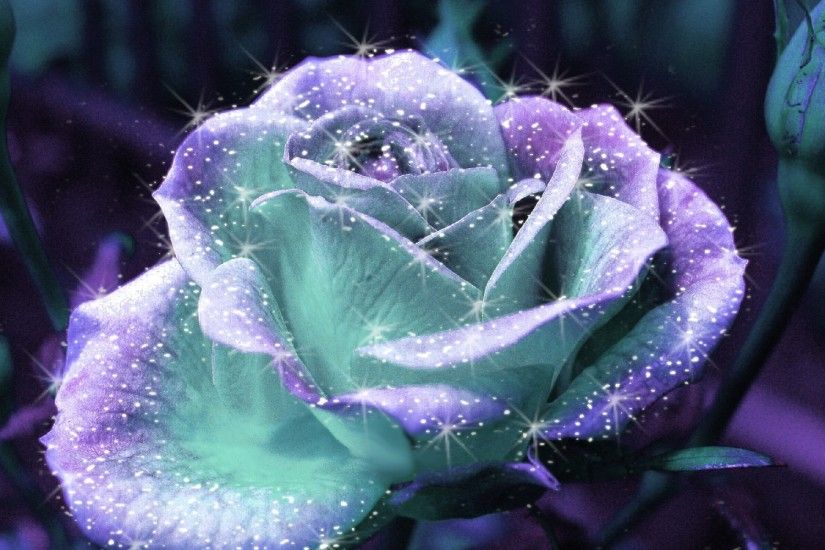 Unusual Roses | Shiny Rose Flower HD Wallpaper in Desktop |  DownloadsHDWallpaper.com