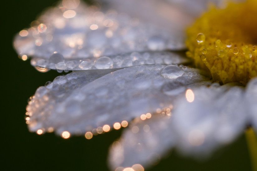 Preview wallpaper daisy, flower, drops, close-up 2560x1440