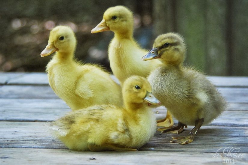 Selective focus photography of three ducklings HD wallpaper | Wallpaper  Flare