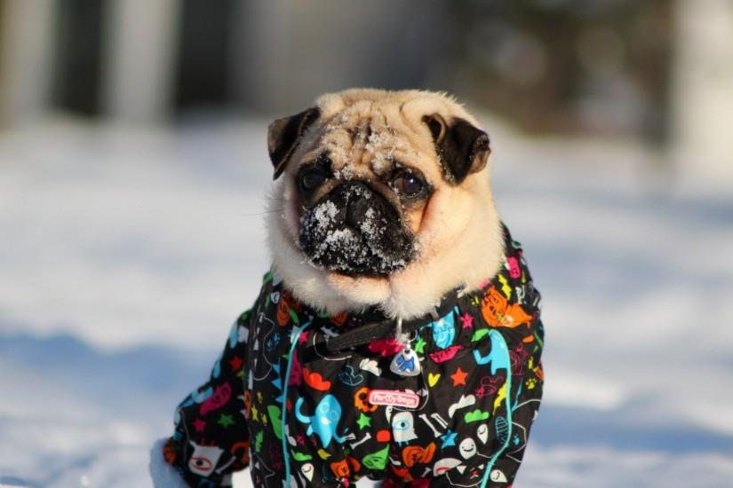 Preview wallpaper pug, dog, snow jacket, winter 1920x1080