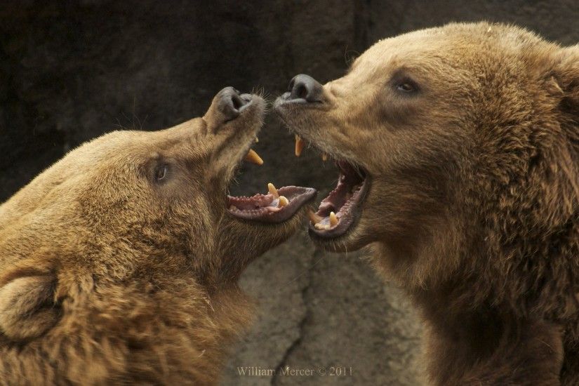 3840x2160 Wallpaper bears, couple, eyes, screaming, aggression