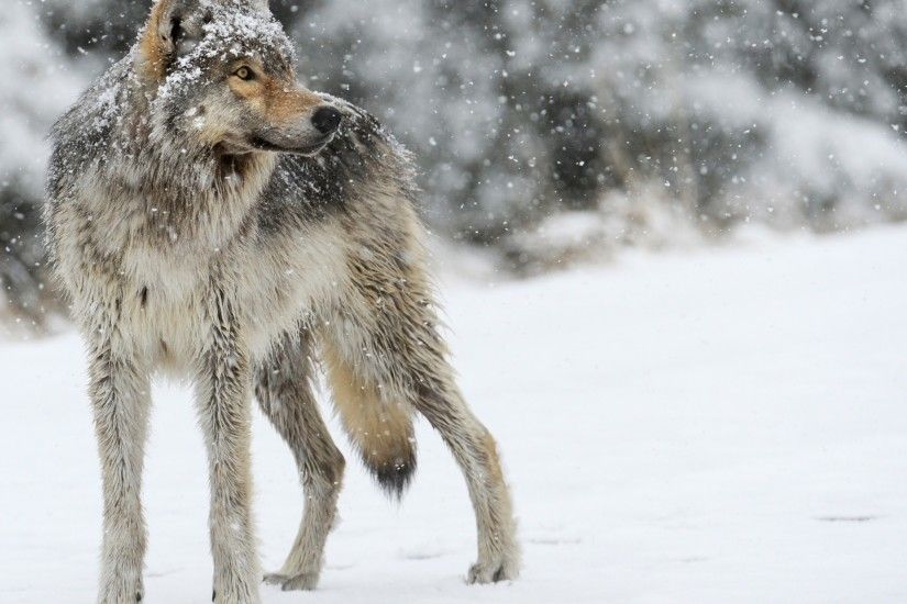 snow-wolf-desktop-background