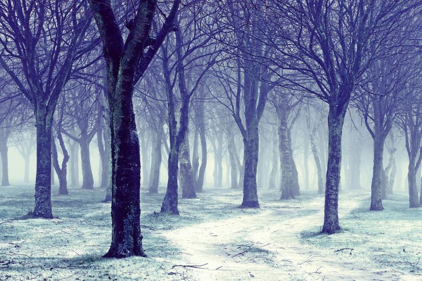 1920x1080 1920x1200 Dark Snowy Forest Wallpaper Images & Pictures - Becuo