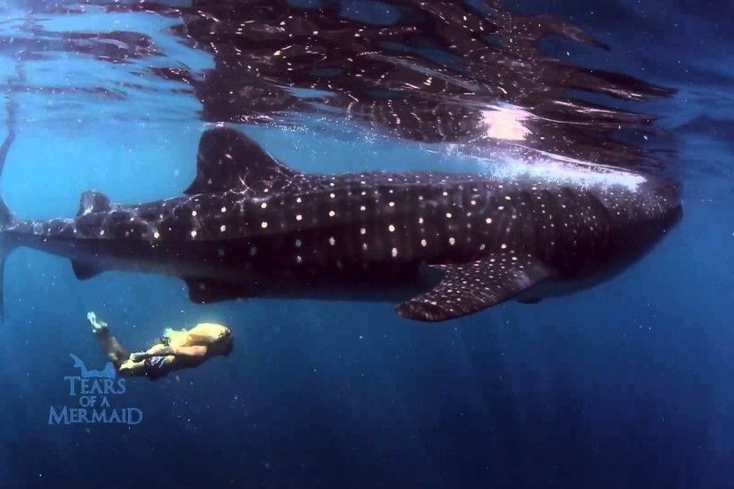 Real Mermaid Swims with Marine Life (from 'Tears of a Mermaid') featuring  Hannah Fraser. - YouTube