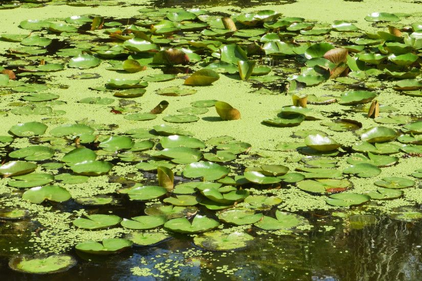Lily Pads and Flower in Pond in Florida, 4K Stock Video Footage -  VideoBlocks