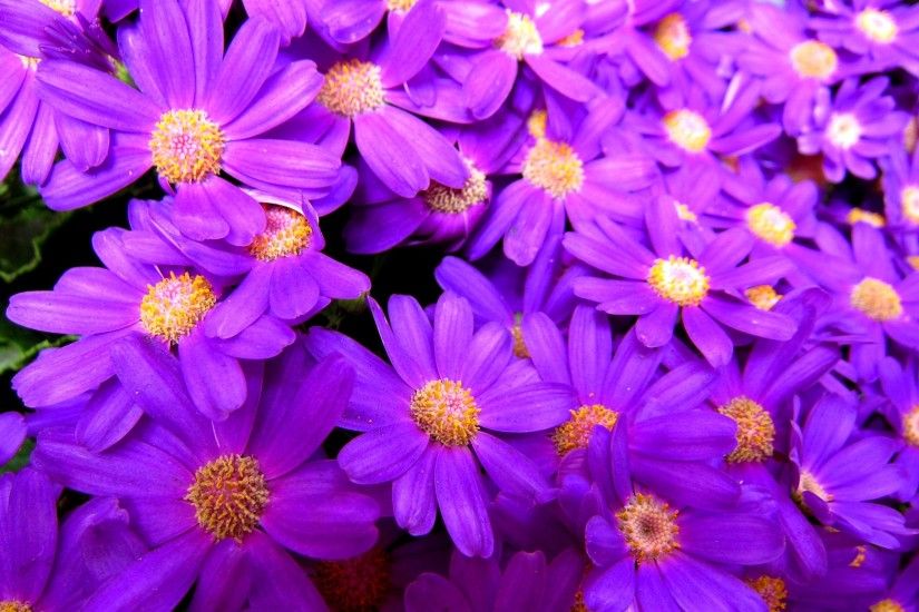 Color Beautiful Flowers Bright Purple Pretty Flower Wallpaper - 2753x1537