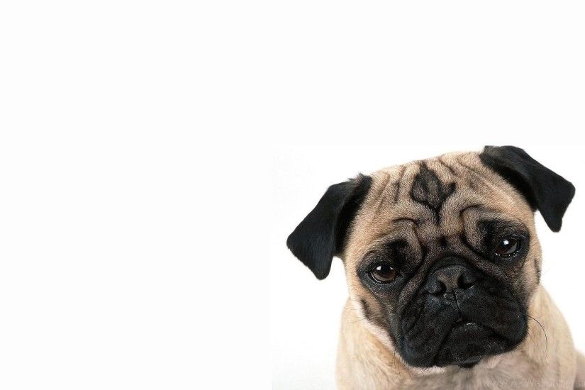 Pug Cute Dog Wallpapers