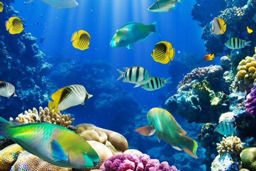 Under the Sea Wallpaper, Diversity of colorful fish