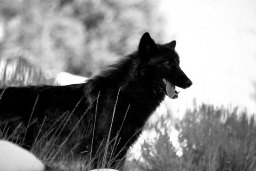Wallpapers For Black Wolf Wallpapers Hd b
